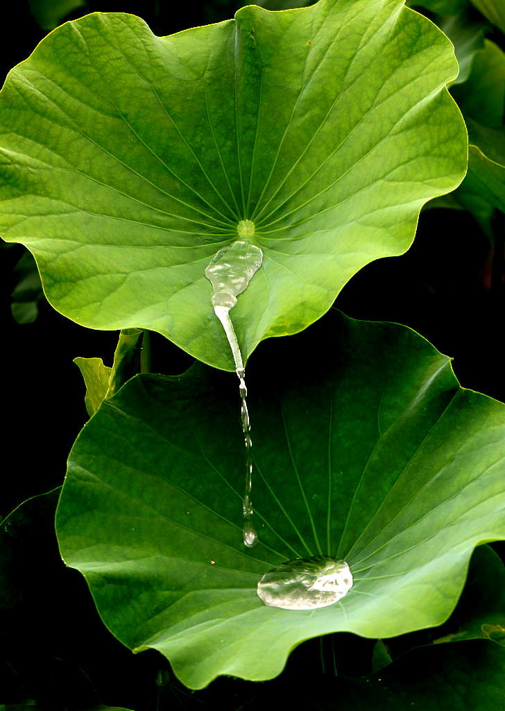 雨荷3 摄影 三人