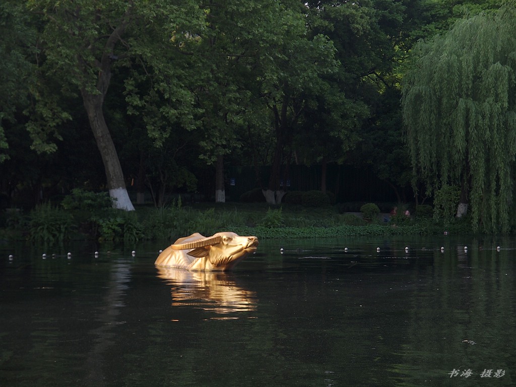 金牛 摄影 书海