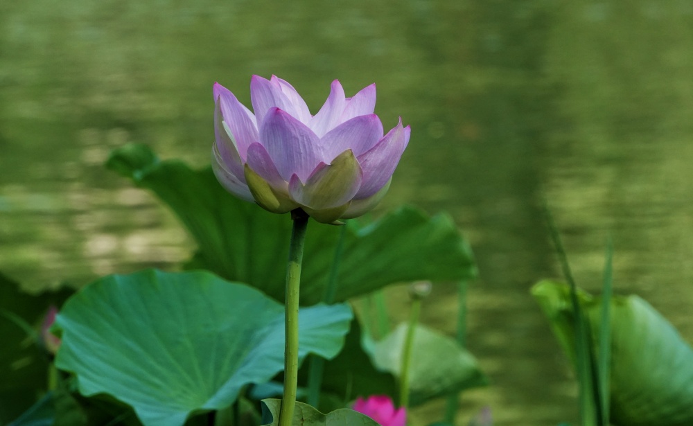 陶然夏日——粉荷绽放 摄影 丘山皓月