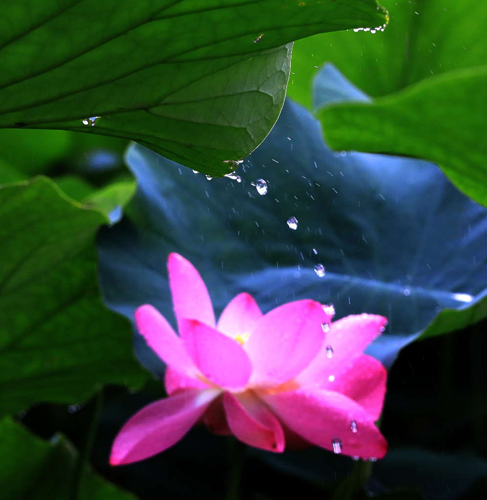 雨荷4 摄影 三人