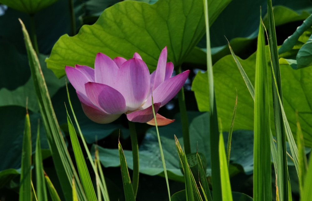 陶然夏日——粉荷绽放 摄影 丘山皓月