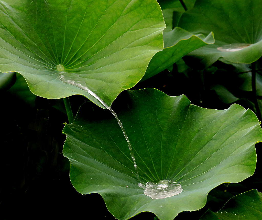 雨荷5 摄影 三人