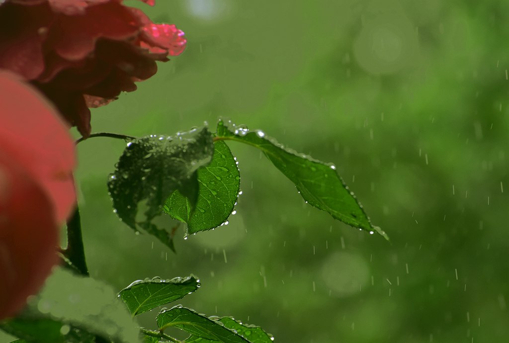 青岛的雨中随拍 摄影 qdzp