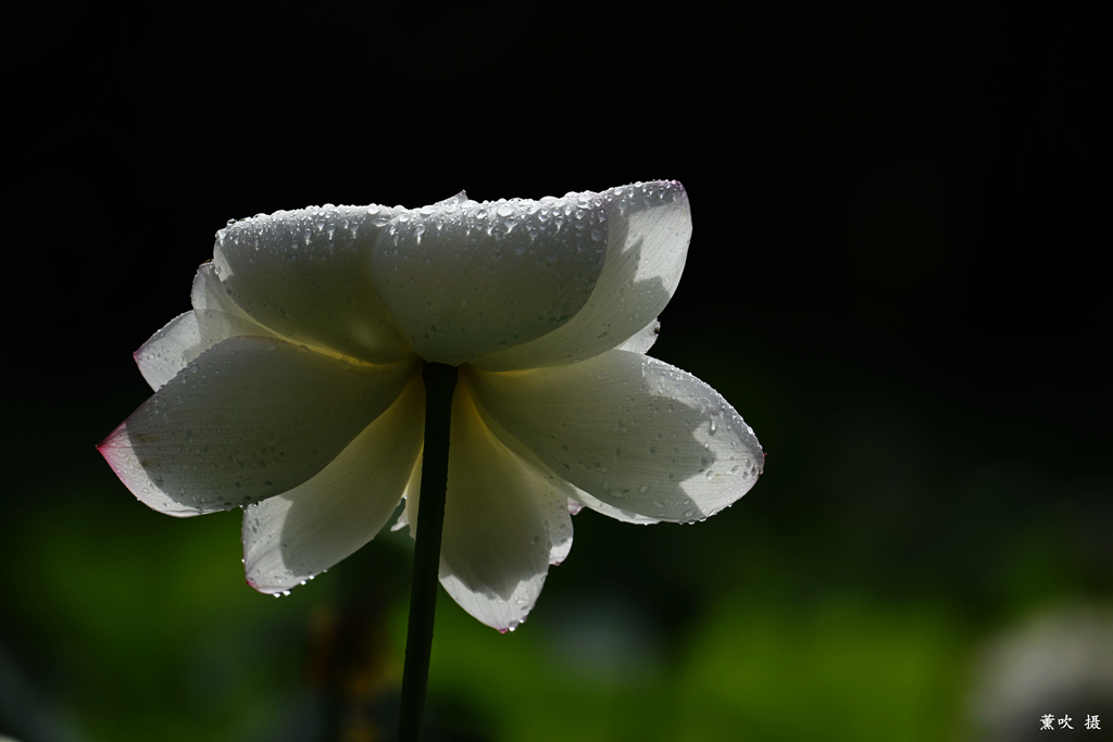 雨荷 摄影 蓝色驴