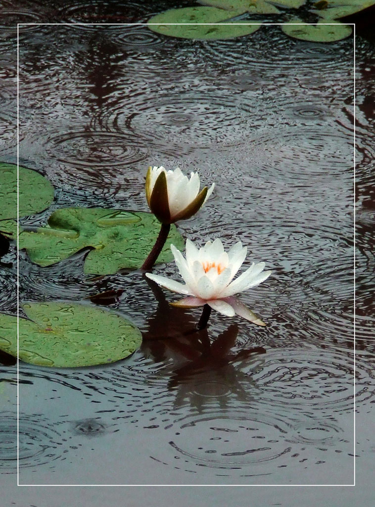 雨中拍花 摄影 红绿蓝