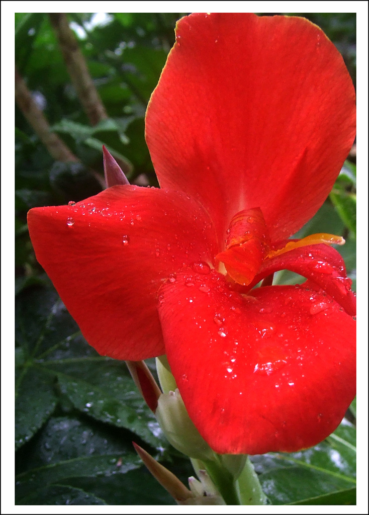 雨中拍花 摄影 红绿蓝