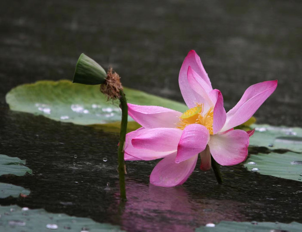 雨荷 摄影 蝶梦