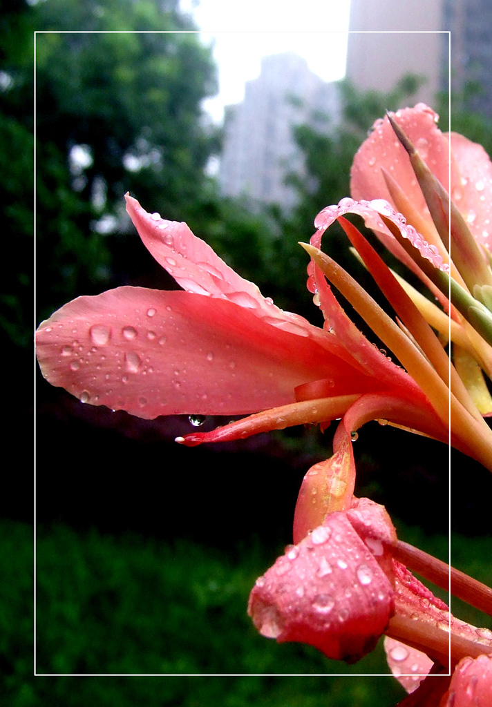 雨中拍花 摄影 红绿蓝