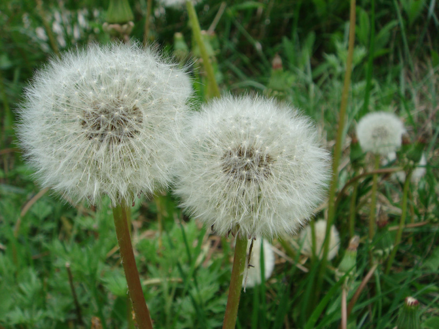 春花夏赏 摄影 飘逸越洋