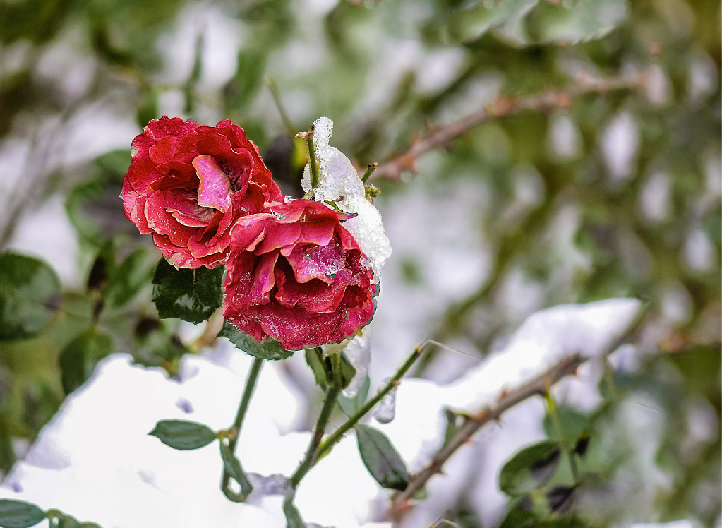 冰雪红颜 摄影 老拙