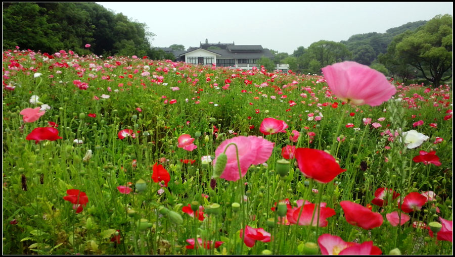 春花夏赏 摄影 飘逸越洋