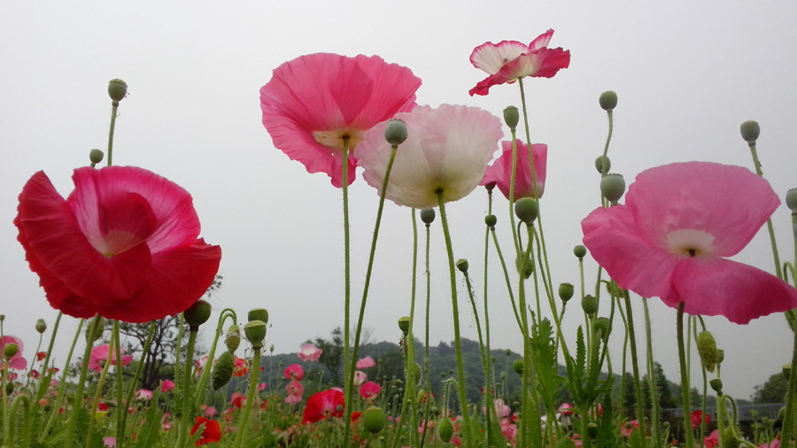 春花夏赏 摄影 飘逸越洋