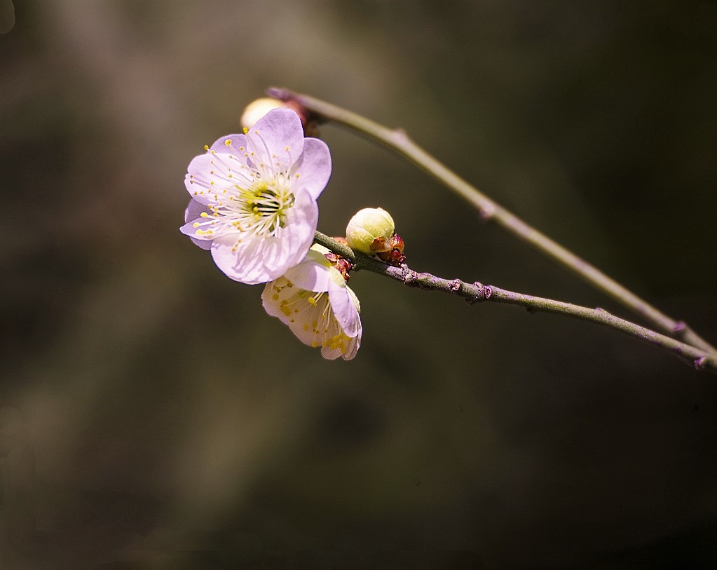 春花 摄影 老拙