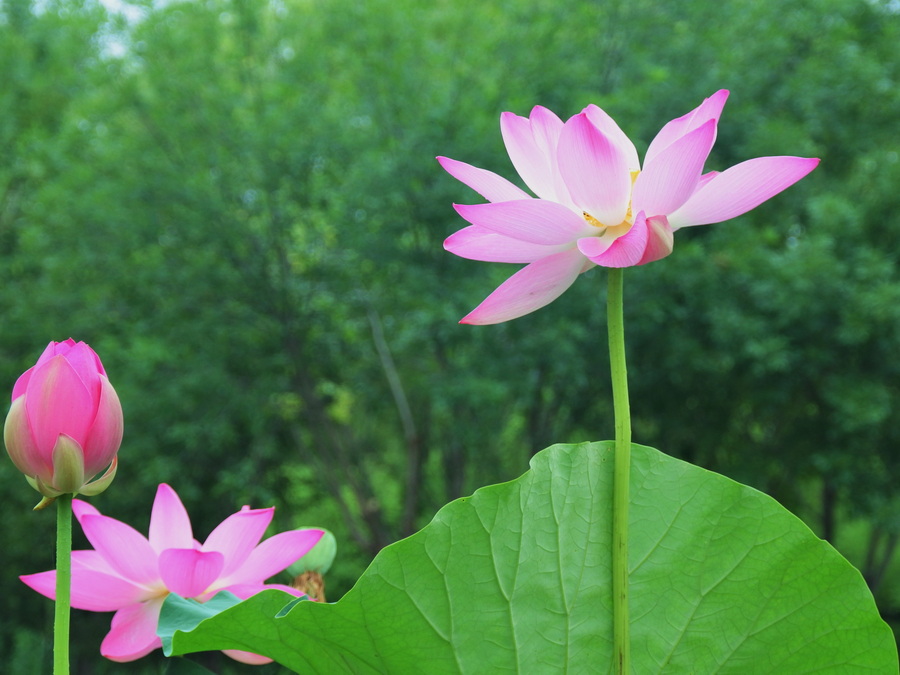 夏花 摄影 菜市口看客