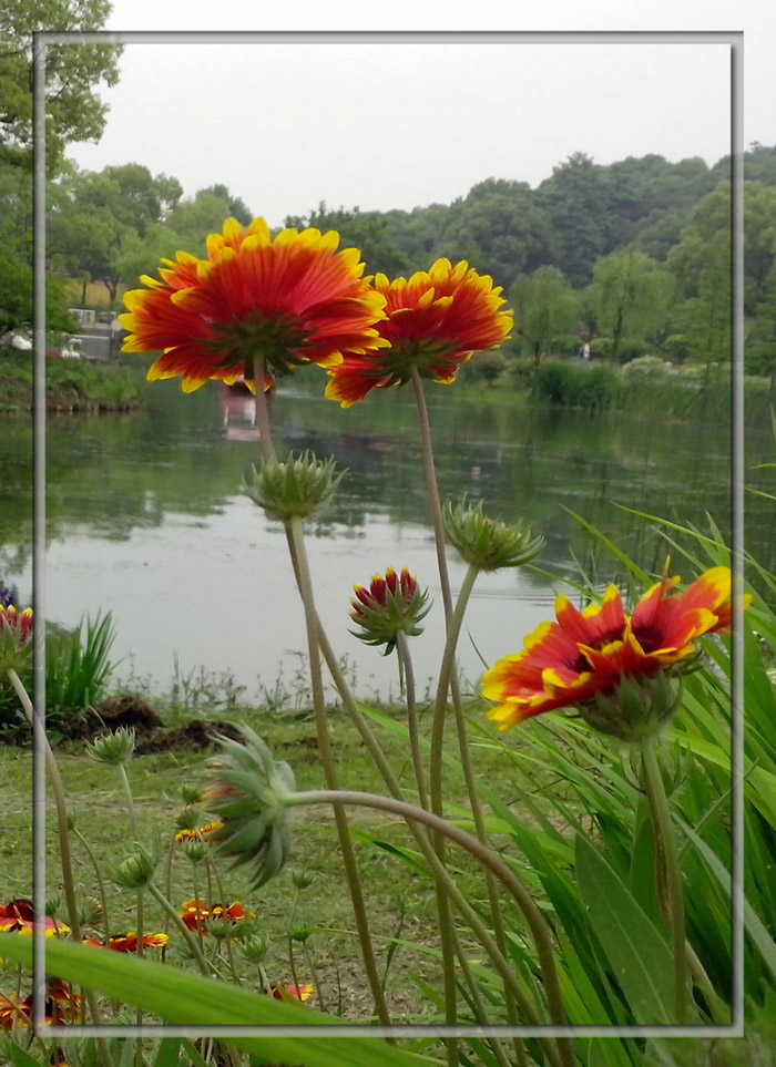 春花夏赏 摄影 飘逸越洋