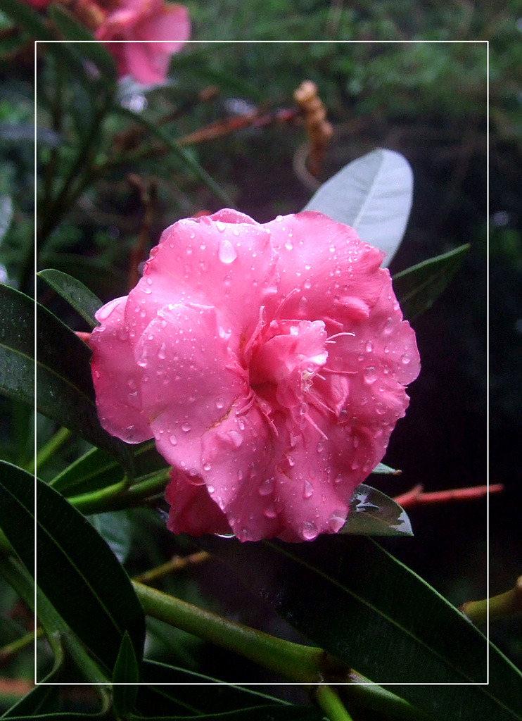 雨中拍花 摄影 红绿蓝