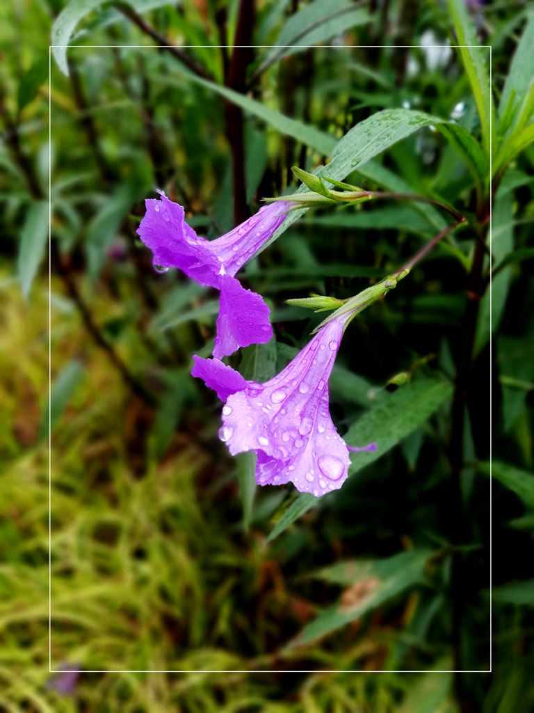 雨中拍花 摄影 红绿蓝