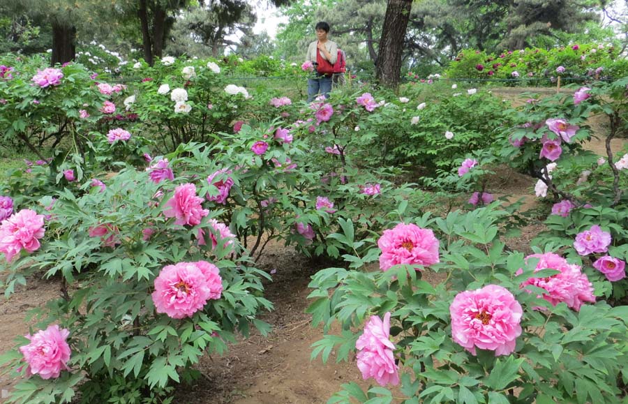 春花夏赏 摄影 飘逸越洋