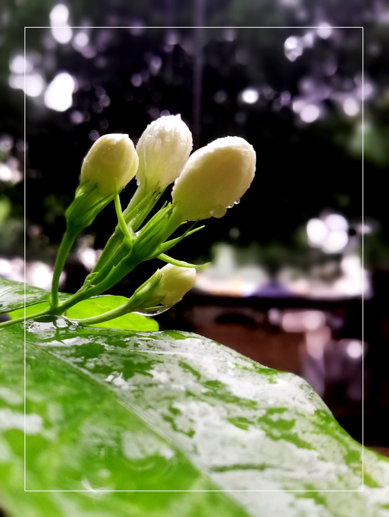 雨中拍花 摄影 红绿蓝