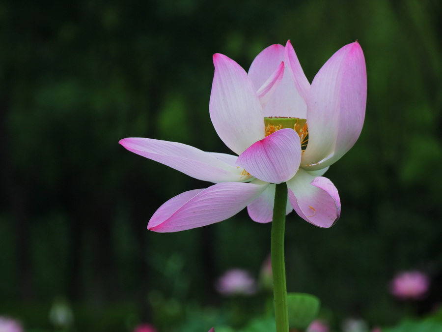 夏花3 摄影 菜市口看客