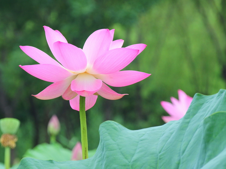 夏花5 摄影 菜市口看客