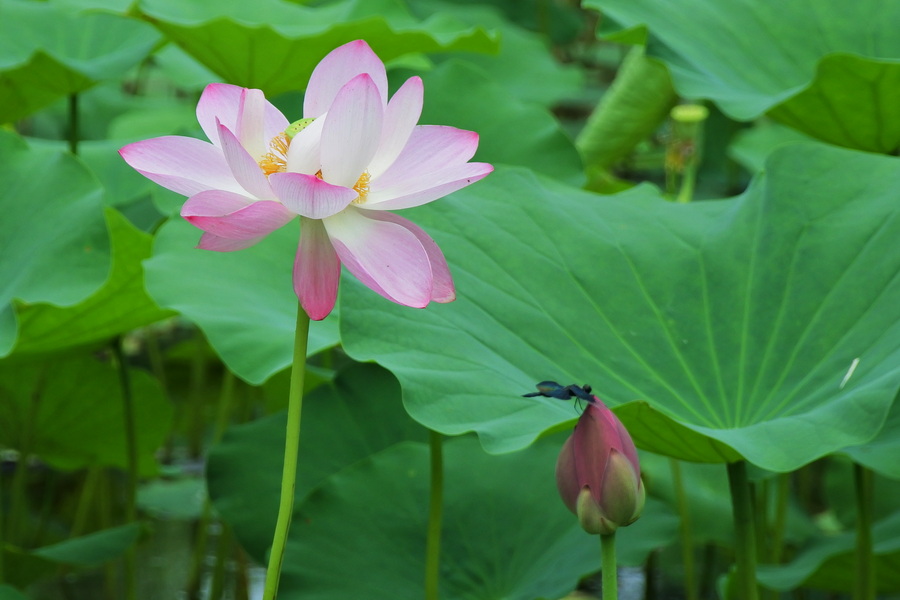 夏花6 摄影 菜市口看客