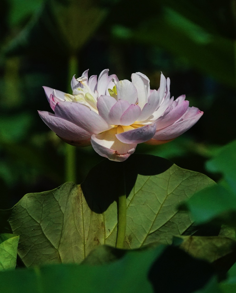 陶然夏日——别样荷花 摄影 丘山皓月