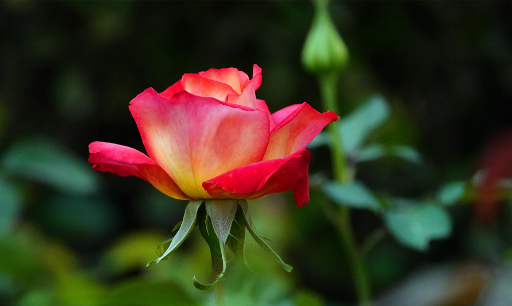 春暖花开——月季花开 摄影 丘山皓月