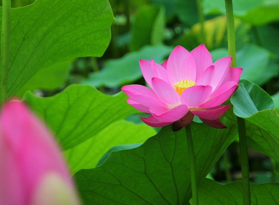 夏花7 摄影 菜市口看客