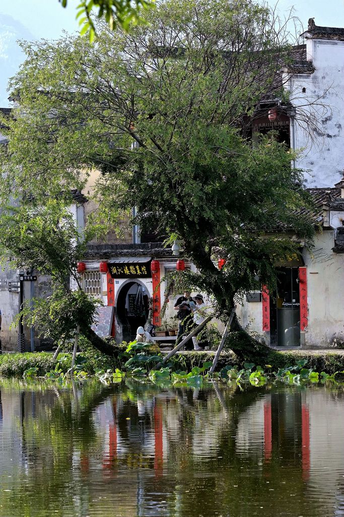 池塘小景 摄影 景仲平