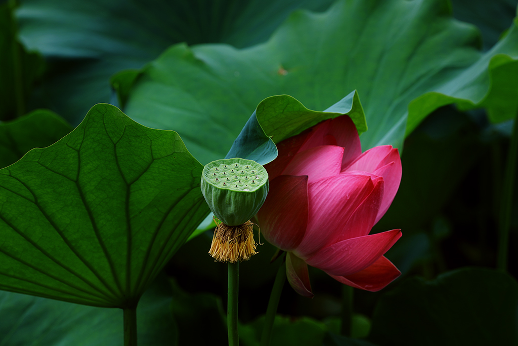 荷花时节 摄影 历兹