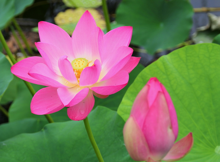 夏花8 摄影 菜市口看客