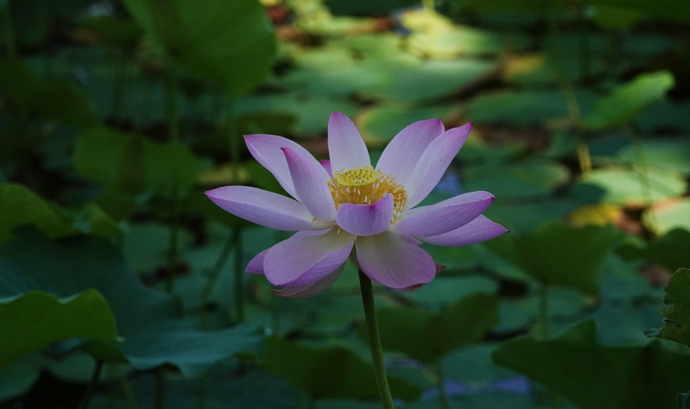 陶然夏日——粉荷绽放 摄影 丘山皓月