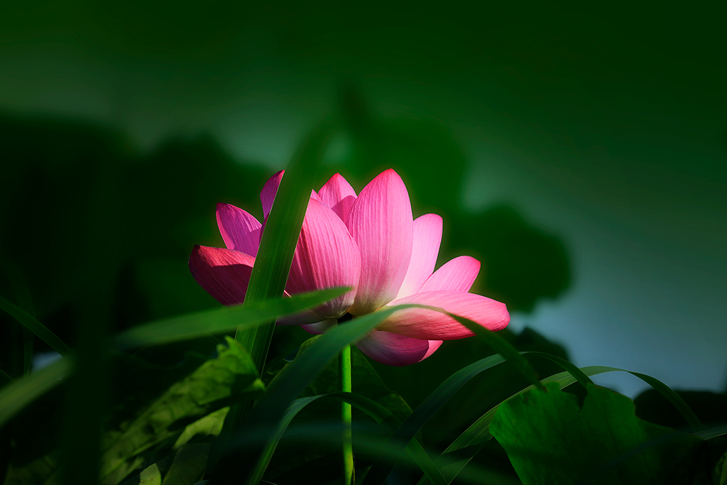 荷花时节 摄影 历兹