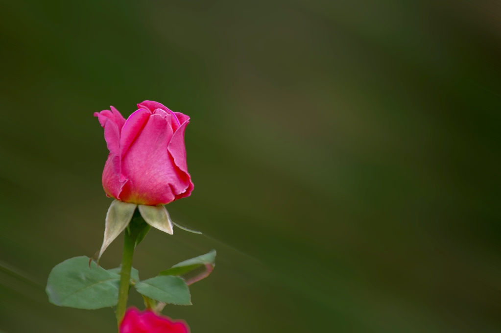 月季花 摄影 老拙