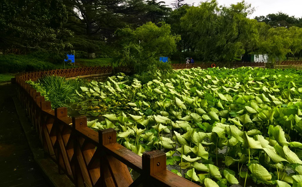 青岛雨中的荷塘 摄影 qdzp