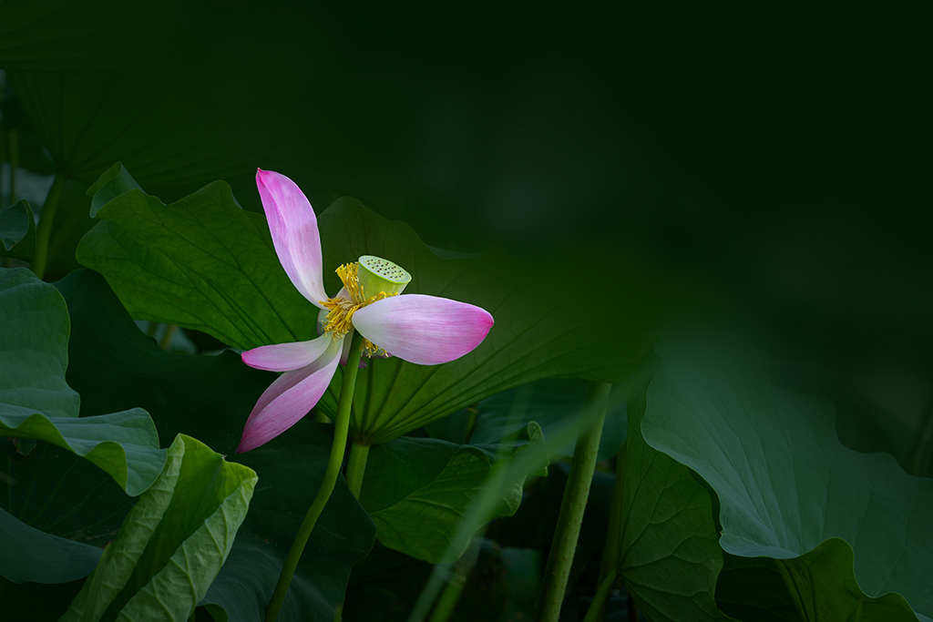 荷花时节 摄影 历兹