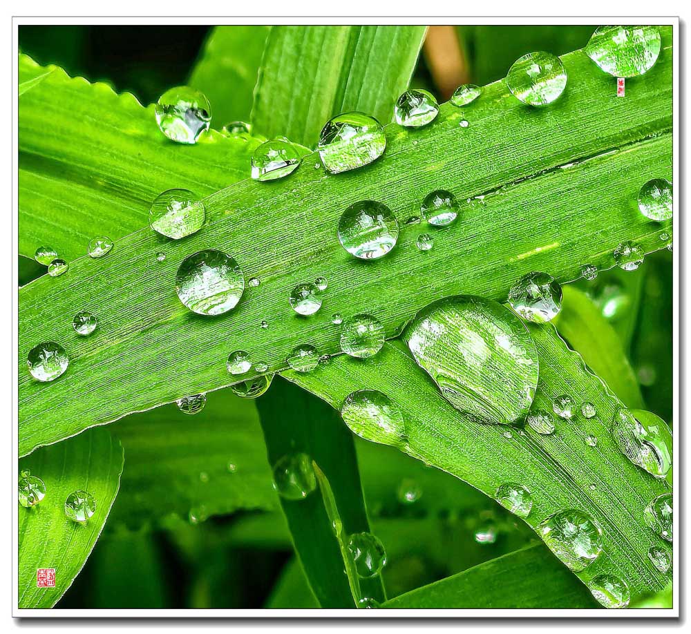 雨后 摄影 lanqingyin