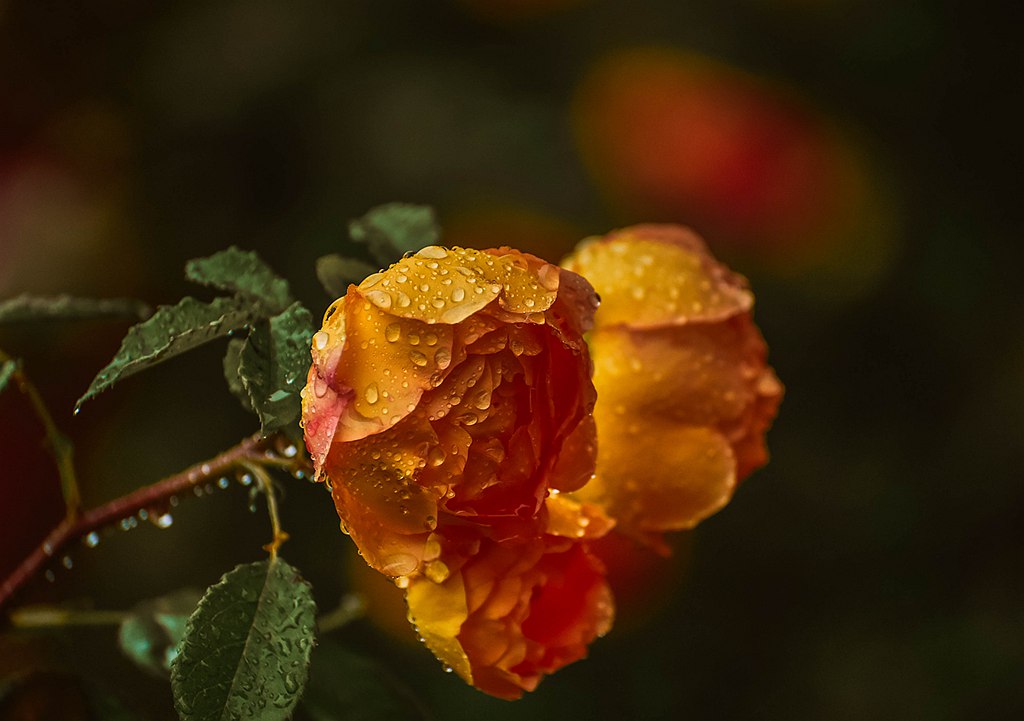 青岛雨中的月季 摄影 qdzp