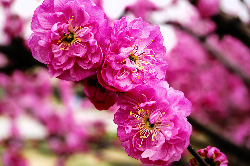 春花满枝头 摄影 老拙