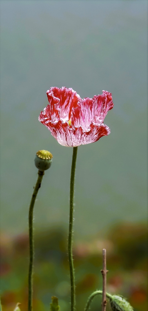 虞美人 摄影 老拙