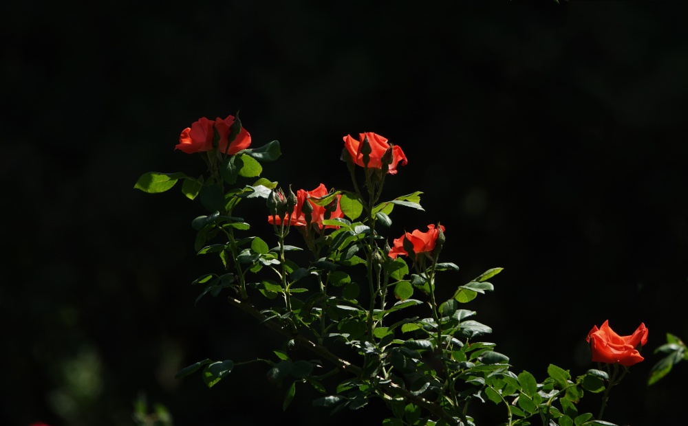 春暖花开——月季 摄影 丘山皓月