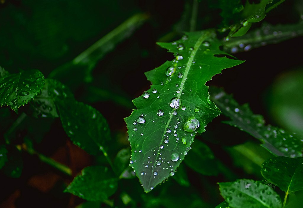 青岛雨后的绿叶 摄影 qdzp