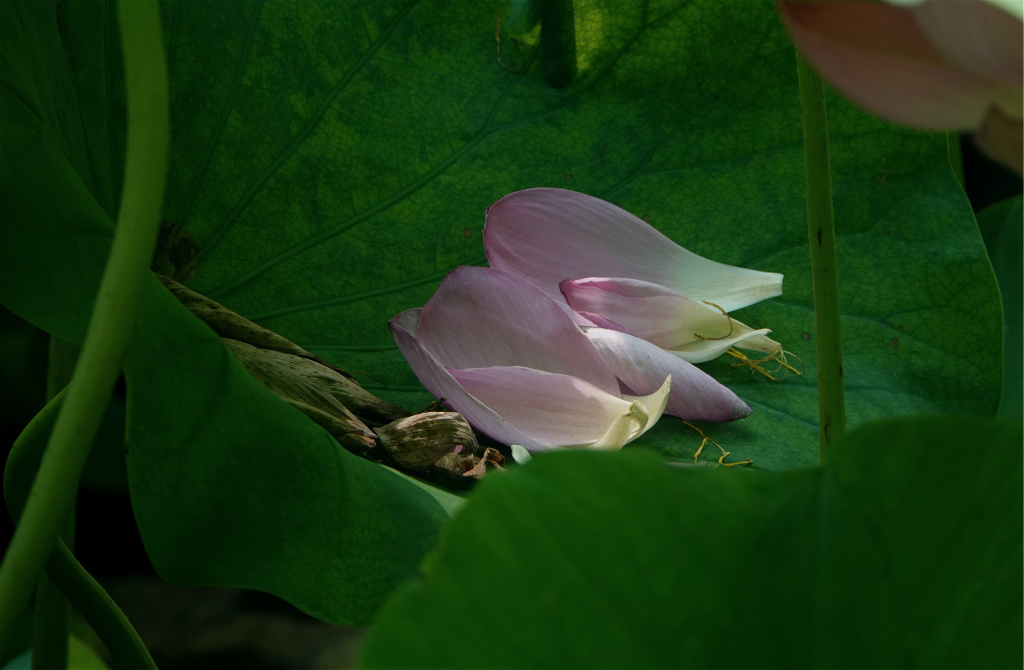 夏日荷塘——落花 摄影 丘山皓月