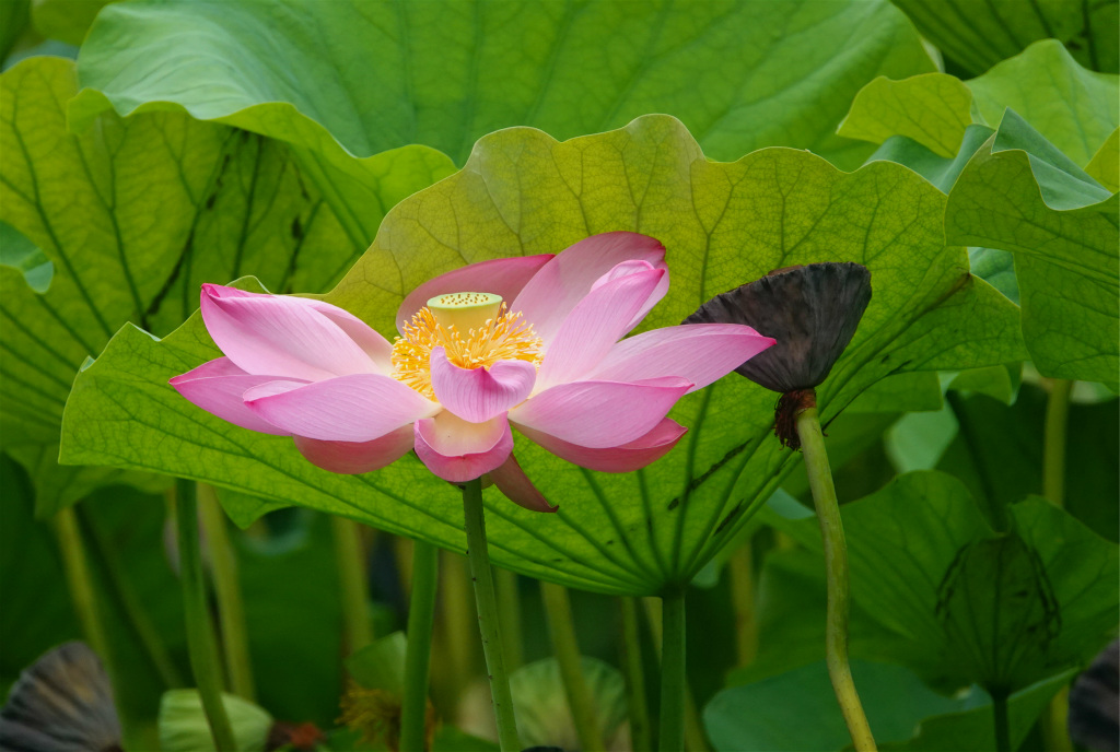 龙潭湖畔——夏日荷塘 摄影 丘山皓月