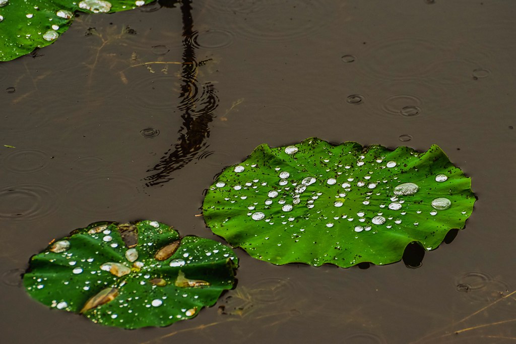 青岛雨中的荷叶 摄影 qdzp