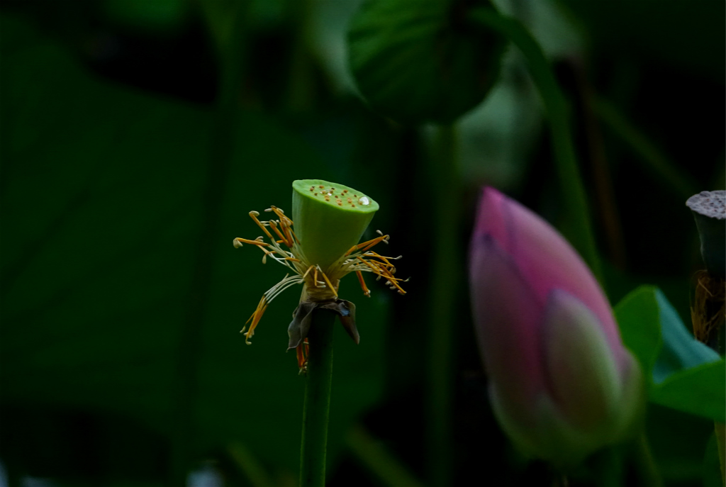 龙潭湖畔——雨荷 摄影 丘山皓月