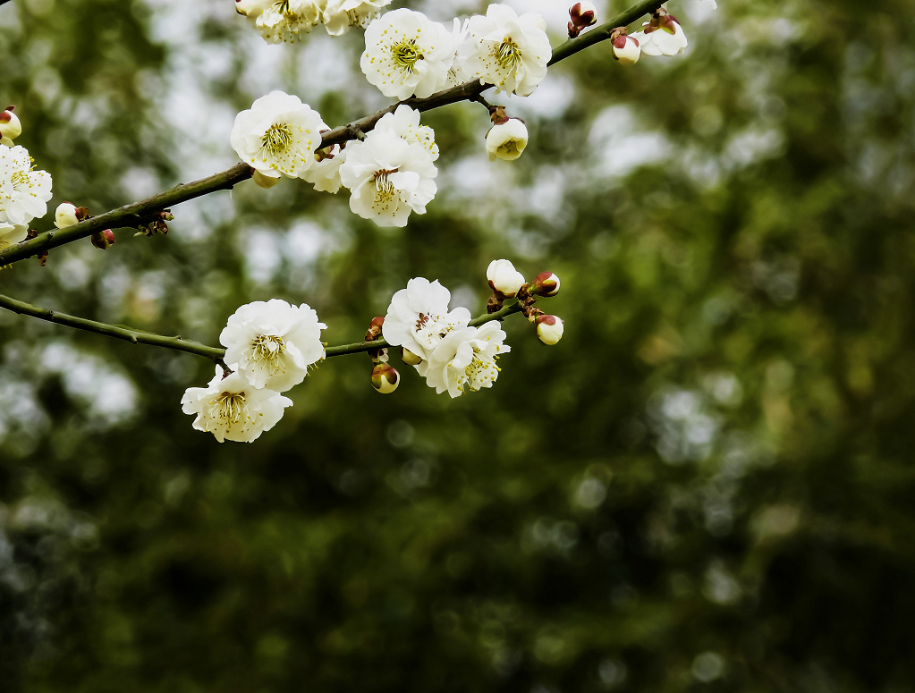 梅花 摄影 老拙