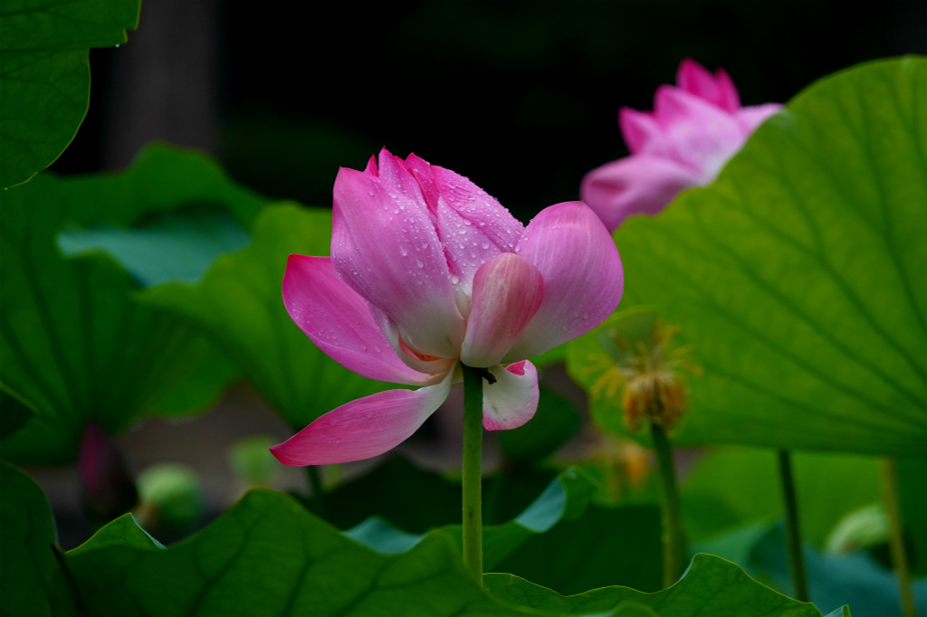 龙潭湖畔——雨荷 摄影 丘山皓月