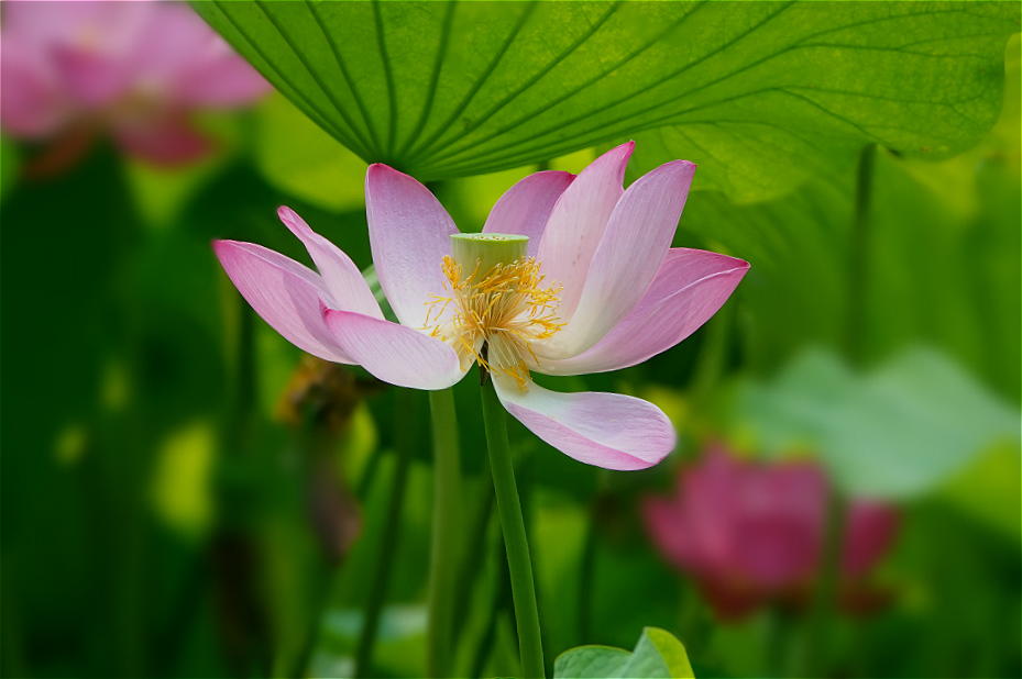 龙潭湖畔——夏日荷塘 摄影 丘山皓月